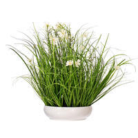 Cream Cosmos and Grass