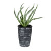 11" Green Gray Potted Haworthia - view 1 of 3