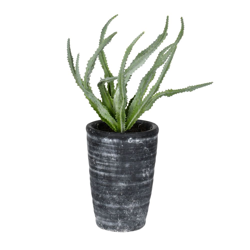 11" Green Gray Potted Haworthia