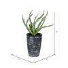 11" Green Gray Potted Haworthia - view 3 of 3