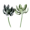 8" Green Echeveria Spray 4/pk - view 1 of 3