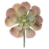 8.5" Assorted Echeveria Stem - view 3 of 8