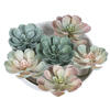 8.5" Assorted Echeveria Stem - view 2 of 8