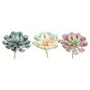 9.5" Peperomia Succulent Asst 3/pk - view 1 of 5