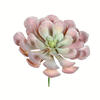 9.5" Peperomia Succulent Asst 3/pk - view 3 of 5