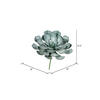 9.5" Peperomia Succulent Asst 3/pk - view 5 of 5