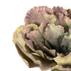 7.5" Assorted Echeveria Succulent 6/pk - view 4 of 6
