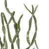 32" Mix Green Haworthia Spray Asst 6/Pk - view 6 of 7