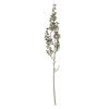 22" Mixed Green Senecio Spray Asst 6/pk - view 1 of 8