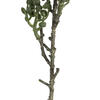 22" Mixed Green Senecio Spray Asst 6/pk - view 7 of 8