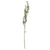 22" Mixed Green Senecio Spray Asst 6/pk - view 4 of 8