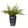8.5" Green Potted Asparagus Fern - view 1 of 3