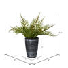 8.5" Green Potted Asparagus Fern - view 3 of 3