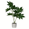 17" Green Potted Papaya - view 1 of 3