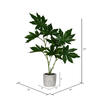 17" Green Potted Papaya - view 3 of 3