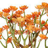 10" Orange Mini Echeveria Stem 3/Bag - view 2 of 3