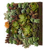 16.5" Multi-Colored Succulent Wall Arran - view 1 of 7