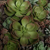 16.5" Multi-Colored Succulent Wall Arran - view 4 of 7