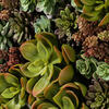 16.5" Multi-Colored Succulent Wall Arran - view 6 of 7