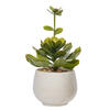 14.5" Lt Green Echeveria in Cement Pot - view 1 of 4