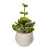 14.5" Lt Green Echeveria in Cement Pot - view 4 of 4