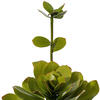 14.5" Lt Green Echeveria in Cement Pot - view 2 of 4