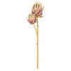 Vickerman 26" Protea Stem 2/Bag - view 1 of 4