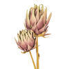 Vickerman 26" Protea Stem 2/Bag - view 2 of 4