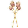 Vickerman 26" Protea Stem 2/Bag - view 4 of 4