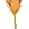 Vickerman 25" Light Orange Protea Stem 2/Bag - view 3 of 4