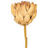 Vickerman 21.5" Protea Stem 2/Bag - view 2 of 4