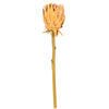 Vickerman 25" Protea Stem 2/Bag - view 1 of 4