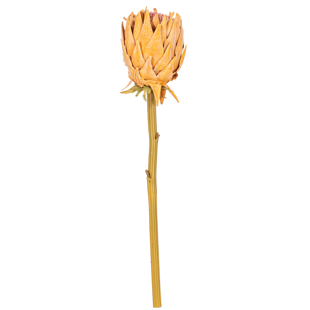 Vickerman 25" Protea Stem 2/Bag