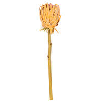 25" Stems