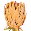 Vickerman 25" Protea Stem 2/Bag - view 2 of 4