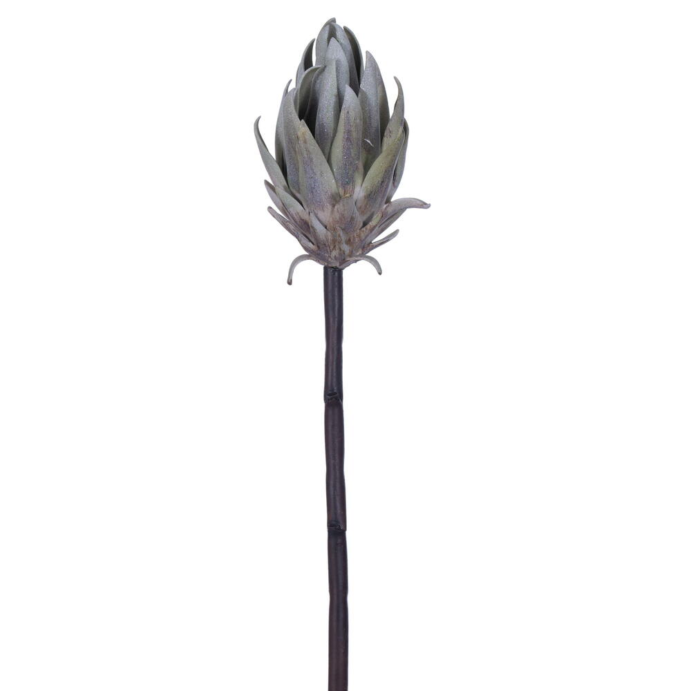Vickerman 22" Protea Stem 2/Bag
