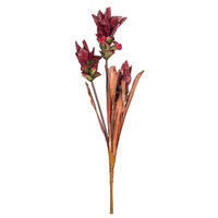 Siam Tulip