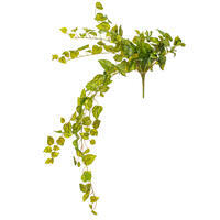 Pothos