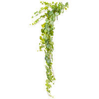 Grape Leaf Ivy