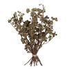Vickerman Natural Botanicals 14" x 1-3" Ambernut Branch - view 1 of 5