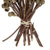 Vickerman Natural Botanicals 14" x 1-3" Ambernut Branch - view 5 of 5