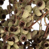 Vickerman Natural Botanicals 14" x 1-3" Ambernut Branch - view 3 of 5
