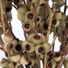 Vickerman Natural Botanicals 14" x 1-3" Ambernut Branch - view 2 of 5