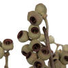 Vickerman Natural Botanicals 14" x 1-3" Ambernut Branch - view 4 of 5