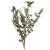 Vickerman Natural Botanicals 15-17" x 8" Amber Fruit Foliage - view 1 of 4