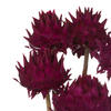 Vickerman Natural Dried Artichoke Head attached to a Reed Stem, Dried - view 4 of 5