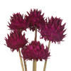 Vickerman Natural Dried Artichoke Head attached to a Reed Stem, Dried - view 3 of 5