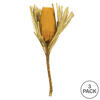 Vickerman 12" Natural Jumbo Banksia Flower with Stem - view 6 of 6