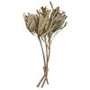 Vickerman Banksia Menziesii, Dried - view 1 of 8