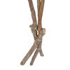 Vickerman Banksia Menziesii, Dried - view 7 of 8